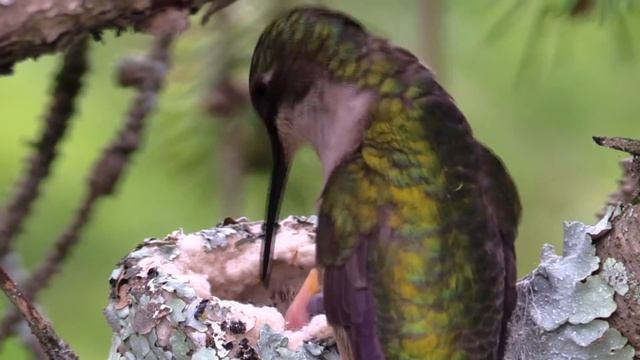Hummingbird feeding babies close up - Canon VIXIA HF G40 смотреть онлайн