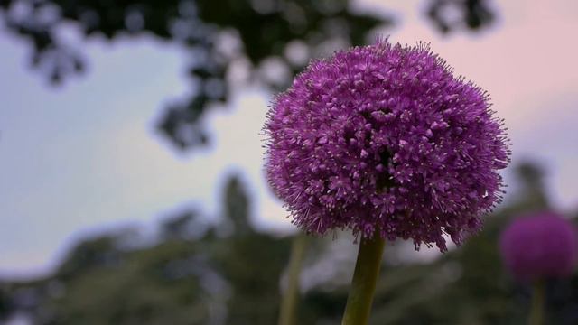 Allium смотреть онлайн