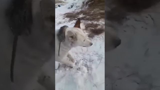 ЖИВОТНЫЕ ЗАМЕРЗЛИ МИНУС 65 Казахстане смотреть онлайн