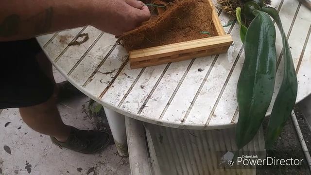 Bulbophyllum phalaenopsis. The re-mount, or attempt there of. смотреть онлайн