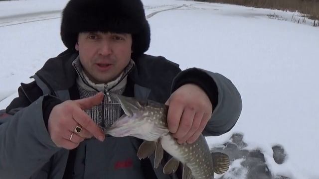 Жор щуки!!!Ловля щуки на флажки(жерлицы) смотреть онлайн
