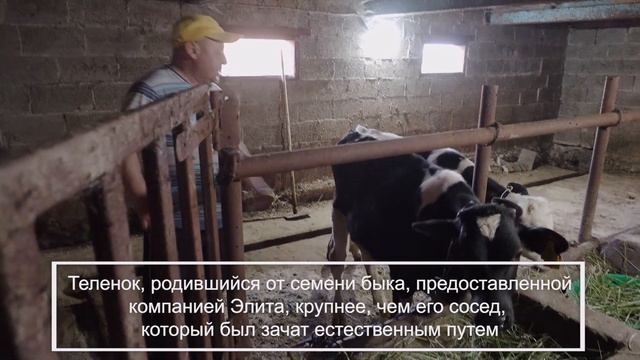 Как за 1 рубль увеличить показатели КРС в личном подсобном хозяйстве? смотреть онлайн