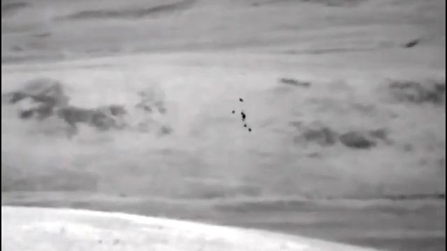 Волки ответили на вабу