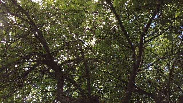 дача. яблоня смотреть онлайн