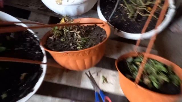 Поделка в школу/Как сохранить петунии в зиму/С клубникой все пошло не по плану.@wetrudyazhki смотреть онлайн