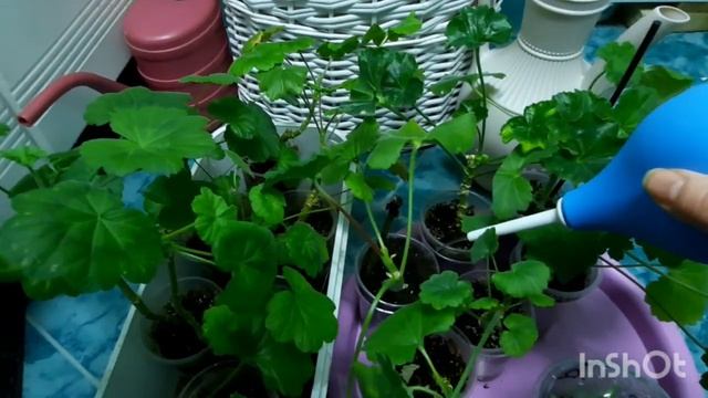 Рассада - лайфхак Вам в помощь. Мои Пеларгонии!!! #pelargoniums #watering #seedlings смотреть онлайн