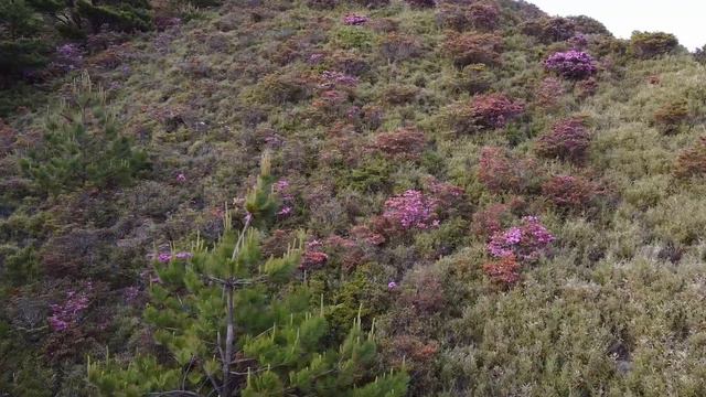 合歡山杜鵑花 - Hehuanshan смотреть онлайн