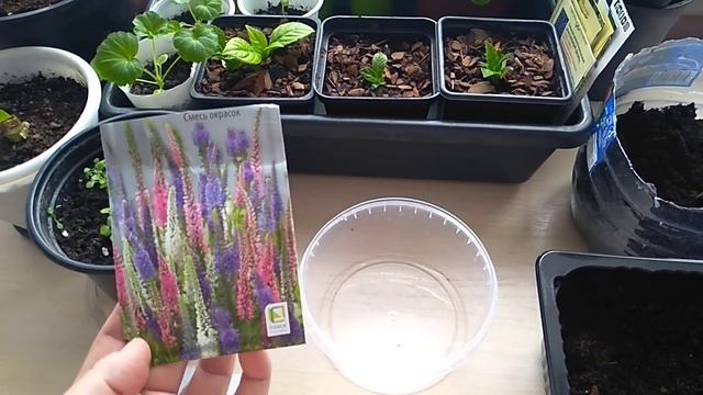 Посев семян Вероники колосистой. смотреть онлайн