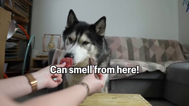 Gave My Husky The HARDEST Choice! He SHOCKED Me! смотреть онлайн