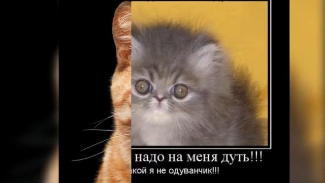 Прикольные картинки ( часть 1) смотреть онлайн