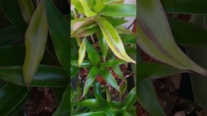 ЗОЛОТОЙ УС.(Действительно ЗОЛОТОЙ) РЕЦЕПТЫ В ДОМ.УСЛОВИЯХ.