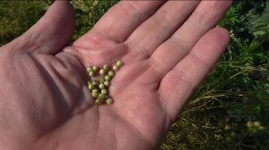 Сбор семян кориандра, кинзы.