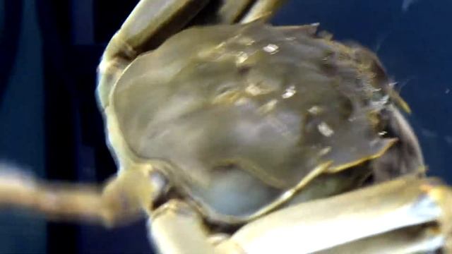 Мохнаторукий китайский краб смотреть онлайн