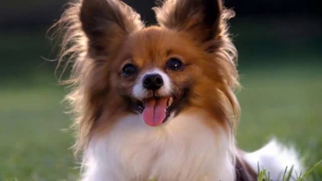 Песики- Барбосики-3 смотреть онлайн