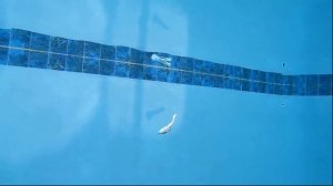 Игра виброхвоста под водой