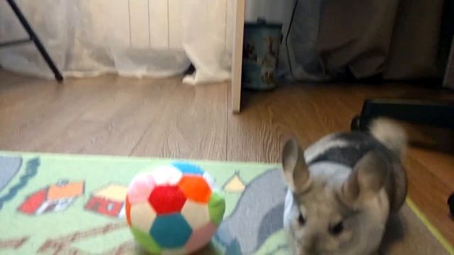 Шиншилла. Что за зверек такой? Chinchilla