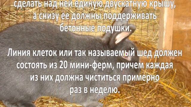 Разведения кроликов в домашних условиях смотреть онлайн