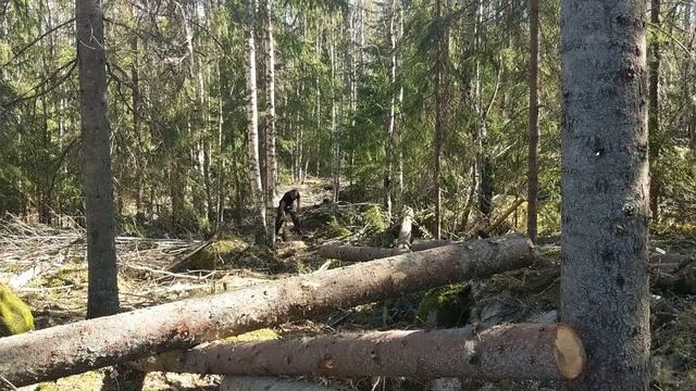 Prepping Timber Logs For Log Cabin | 3.0 | -One Man Traditional Log Cabin Series