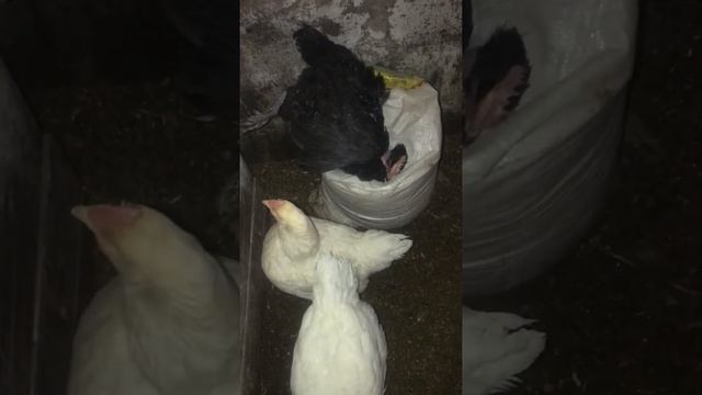 Падеж птицы непредвиденный. Сдох петух Голошейки. смотреть онлайн