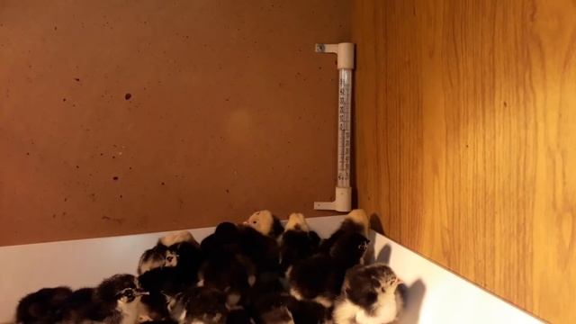 ЦЫПЛЯТА МАРАН, АМЕРАУКАН,ПУШКИНСКАЯ,ЛЕГОРН ДОЛМАТИНЕЦ смотреть онлайн