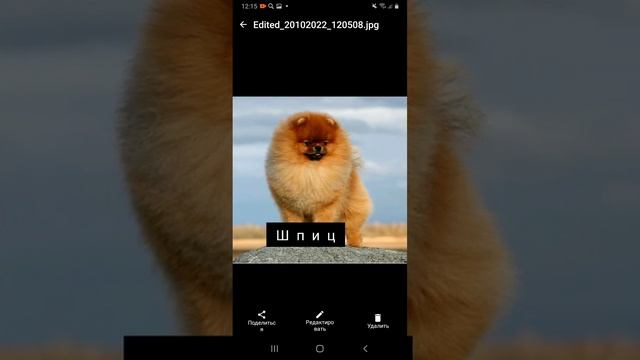 Какой породы моя собака?? смотреть онлайн