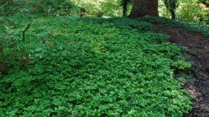 Что посадить под деревьями в саду | Какие цветы любят тень