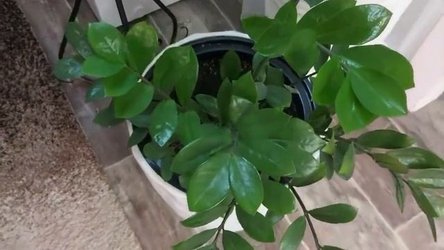 АНТУРИУМЫ! смотреть онлайн