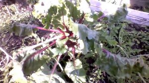 как вырастить семена свёклы