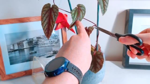 How to propagate a cissus discolor (begonia rex vine) смотреть онлайн