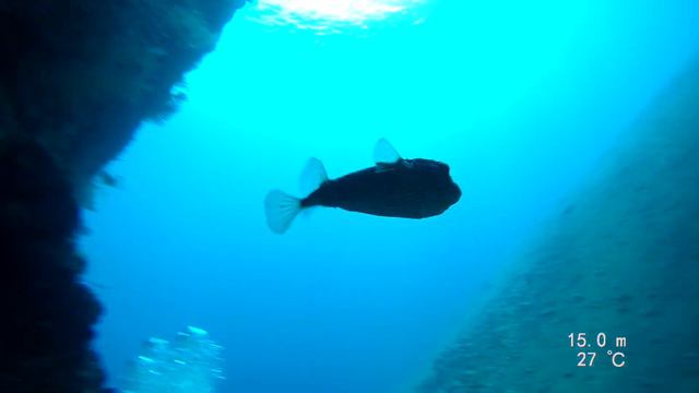 Crazy fish bit off the diver`s finger / Сумашедшая рыба откусила палец дайверу смотреть онлайн