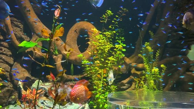 Discus Fish Care and Breeding: Featuring an AMAZING 3,000 Gallon Aquarium! смотреть онлайн