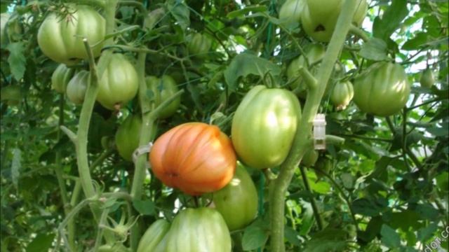 Щедрое Сердце Альбенги из Италии: томат, который на родине с уважением называют «Царской Грушей» смотреть онлайн