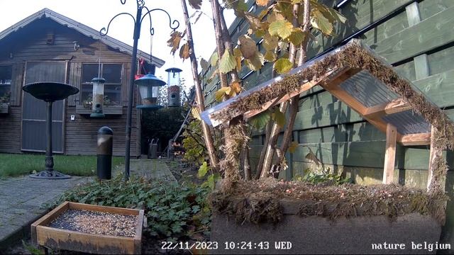 ? LIVE Flemish garden birdfeedercam - Roeselare (Belgium??) (Full HD) смотреть онлайн