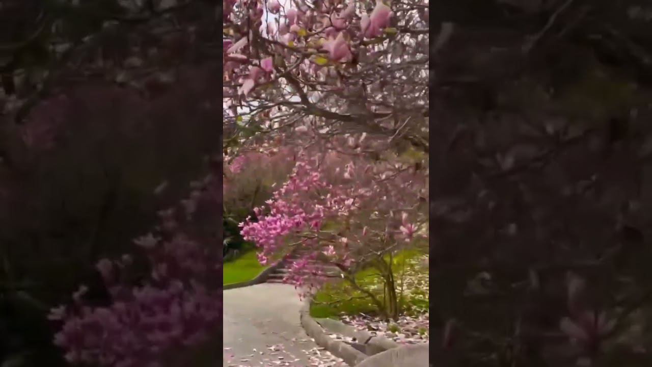 11.04.23 г. Погода Лазаревское #shorts #погодалазаревское #погодасочи #лазаревское смотреть онлайн