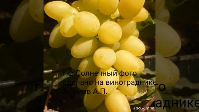 Виноград г.ф.Солнечный и новинка Якимов А.П. смотреть онлайн