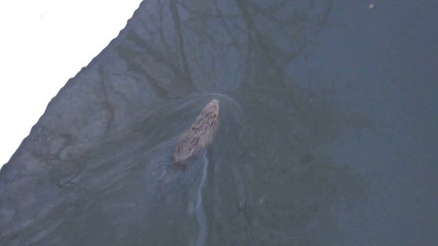 Бобры в Яузе! смотреть онлайн