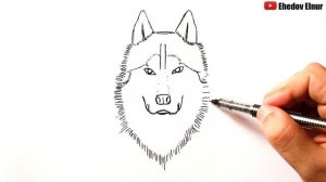 Как нарисовать Волка поэтапно