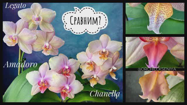 Legato | Chanella | Amadoro | Обзор-сравнение популярных сортов орхидей Амадоро, Шанелла и Легато ? смотреть онлайн