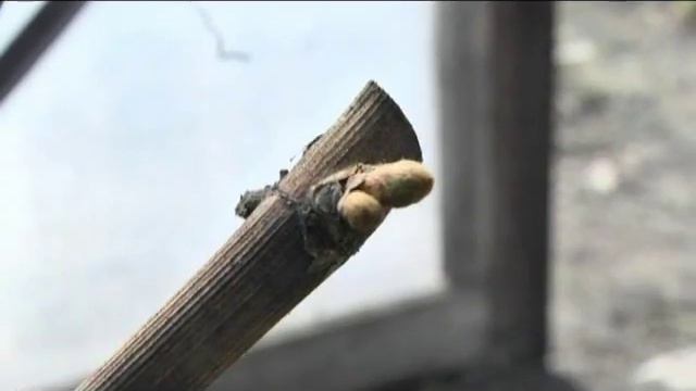 Рубрика "ЗаДачник" смотреть онлайн