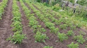На каком расстоянии сажать картофель