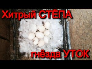ИНСПЕКТИРУЮ ПТИЧНИК хитрый СТЁПКА проверяю ГНЕЗДА УТОК