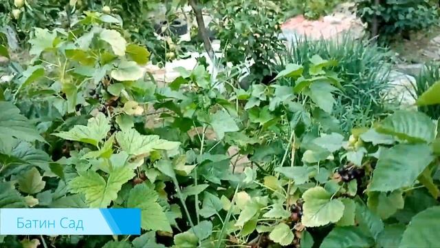 Шаман - обалденный сорт черной смородины смотреть онлайн