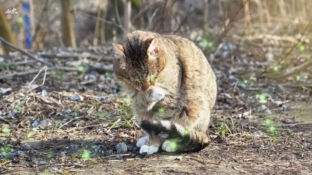 EXTRA-LONG Music to Calm Your Cat ?Stress Relief, Deep Sleep, Relaxation Music for Cats Purring смотреть онлайн