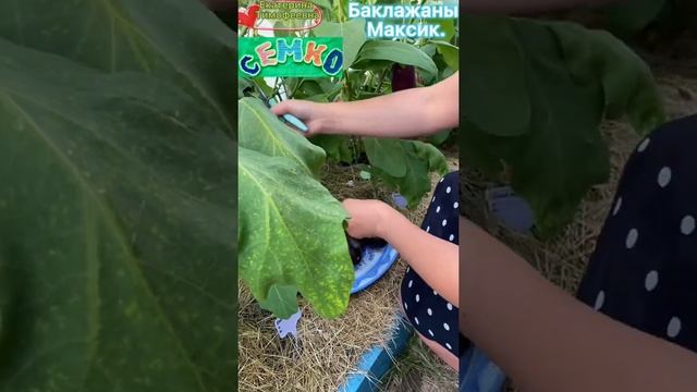 ?Баклажан *Максик*. Самый урожайный, самый неприхотливый. #десантсемко_яркое_лето #баклажаны смотреть онлайн
