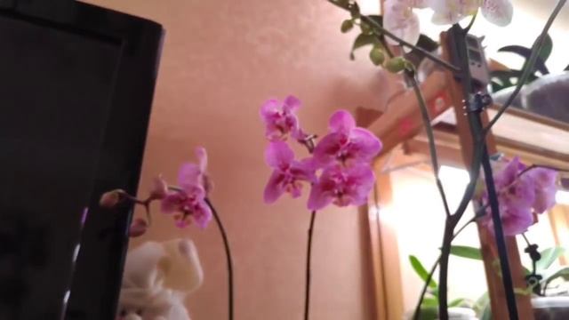 22.12.20.полив ОРХИДЕЙ в новом для них грунте -керамзите. смотреть онлайн