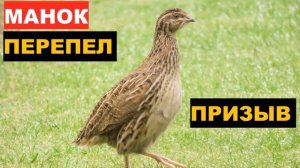 ?ГОЛОС (МАНОК) ПЕРЕПЕЛ ПРИЗЫВ