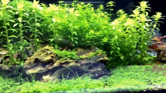 Mr Aqua 12g long aquarium смотреть онлайн
