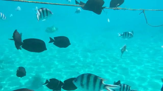 Красное море Albatros Aqua_Blu_Sharm обзор 3 смотреть онлайн