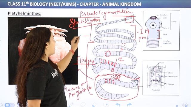 General Characteristics of Phylum Platyhelminthes (Part 1) - Animal Kingdom | Class 11 Biology/NEET смотреть онлайн