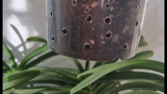 Very chaotic office plant tour @gardenfullofcolour смотреть онлайн